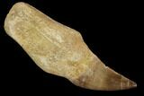 Fossil Rooted Mosasaur (Prognathodon) Tooth - Morocco #118370-1